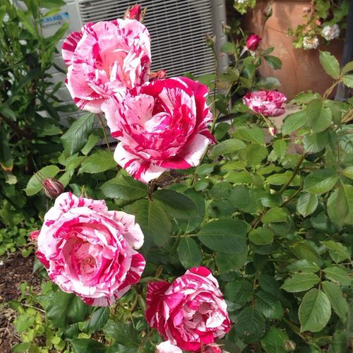 Rózsaszín - fehér csíkos - virágágyi floribunda rózsa